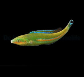 Pseudojuloides polackorum (male)