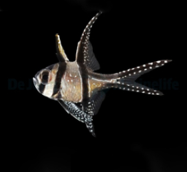 Pterapogon kauderni - DJM Bred