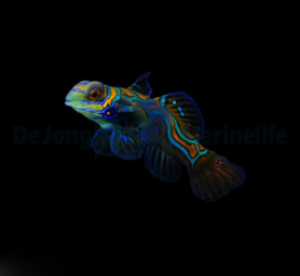 Pterosynchiropus splendidus - DJM Bred