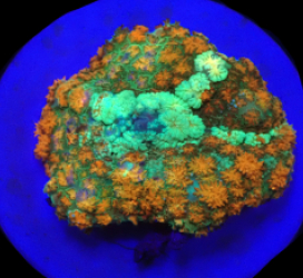 Rhodactis bryoides (Special Colored) (Rare) o 042