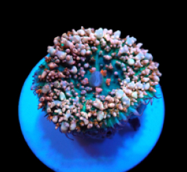 Rhodactis osculifera (Pinkish) pb 327