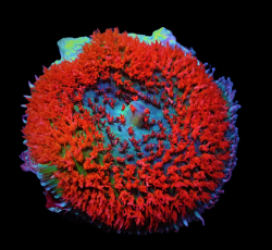 Rhodactis osculifera (Red) (1 ear)