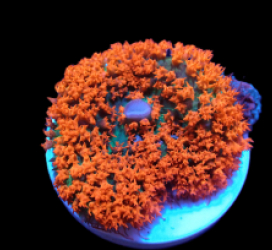 Rhodactis osculifera (Red) (Ultra) pb 205