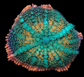 Rhodactis sp. (Frankenstein Bounce) (L) IH 203