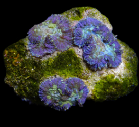 Rhodactis spp. (Special Blue) pb 355