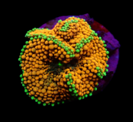 Ricordea florida (Orange-Red) (1 ear)