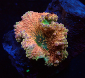 Ricordea yuma (Rainbow) pb 044