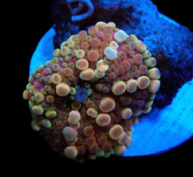 Ricordea yuma (Red-Copper Bounce) pb 167