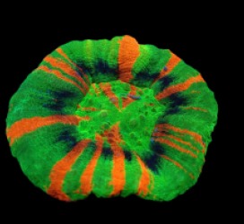 Scolymia australis (Master Grade) pb 400