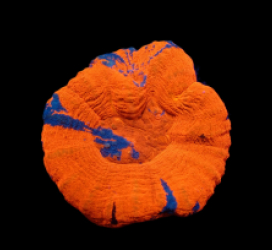 Scolymia australis (Superman) (L) pb 082