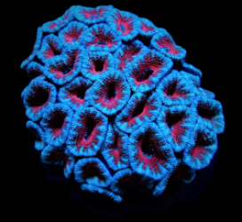 Acanthastrea lordhowensis (Red)