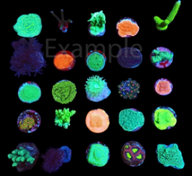De Jong Marinelife (Starters package corals) (25pcs)