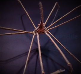 Stenorynchus seticornis