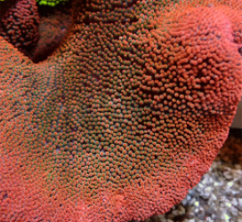 Stichodactyla spp. (Red)