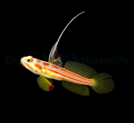 Stonogobiops yasha