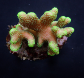 Stylophora pistillata (Green polyp)