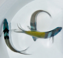Thalassoma bifasciatum