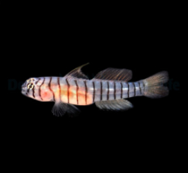 Tigrigobius macrodon - DJM Bred