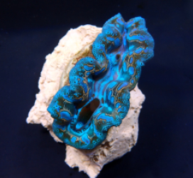 Tridacna Crocea (Grade A)