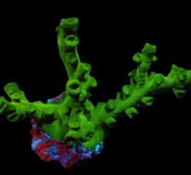 Tubastraea micranthus