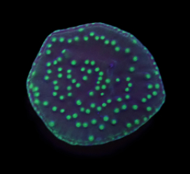 Turbinaria reniformis (Flying Saucer) (DJM Grown) o 612