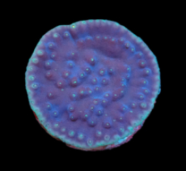 Turbinaria reniformis (LA Lakers) (DJM Grown) pb 067