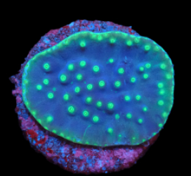 Turbinaria reniformis (LA Lakers) (DJM Grown) pb 296