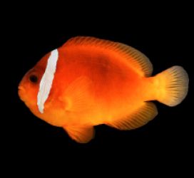 Amphiprion barberi Breeder (Female) -79e
