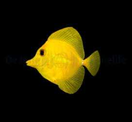 Zebrasoma flavescens - T.B.