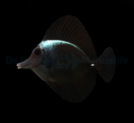 Zebrasoma rostratum