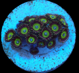 Zoanthus sp. (Candy Apple Green) (DJM frag) pb 514