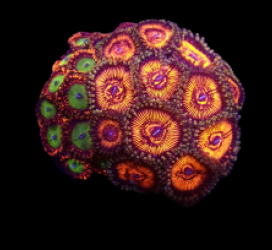 Zoanthus sp. (Candy Apple Red - Ultra) o 121