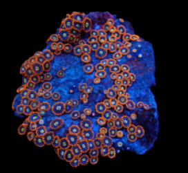 Zoanthus sp. (Fire and Ice) (M-L) pb 036