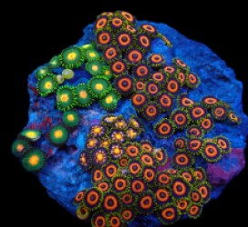 Zoanthus sp. (Garden) pb 315