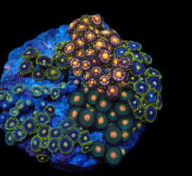 Zoanthus sp. (Garden) pb 379