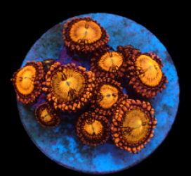Zoanthus sp. (Halle Berry) (DJM frag) pb 325