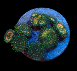 Zoanthus sp. (Hawaiian People Eater) (DJM frag) pb 421