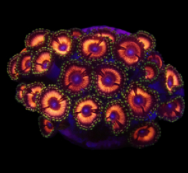 Zoanthus sp. (Pink) (Ultra) (DJM frag) o 167