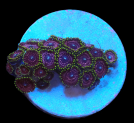 Zoanthus sp. (Purple Ultra) (DJM frag) pb 417