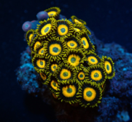 Zoanthus spp. (Scrambled Eggs) (frag)