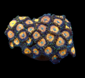 Zoanthus sp. (Special Colored) (S-M) pb 212