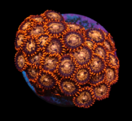 Zoanthus sp. (Ultra) (DJM frag) pb 079