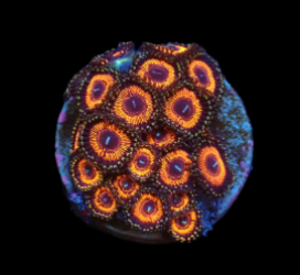 Zoanthus sp. (Ultra) (DJM frag) pb 386
