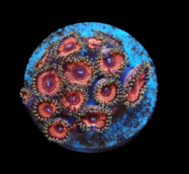 Zoanthus sp. (Ultra) (DJM frag) pb 618