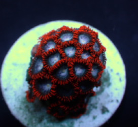 Zoanthus spp. (Fire and Ice) (frag)