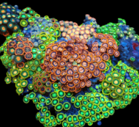 Zoanthus spp. (Premium) (Colored) (Vietnam)