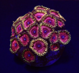 Zoanthus spp. (Ultra) (frag)