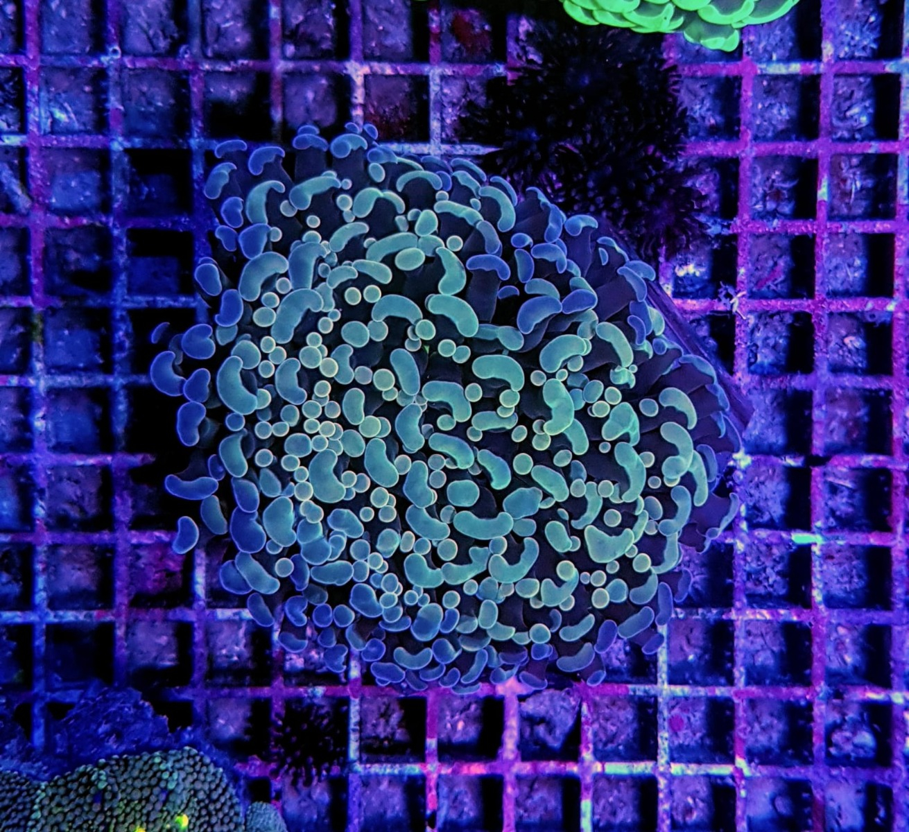 Euphyllia ancora (Blotchy)