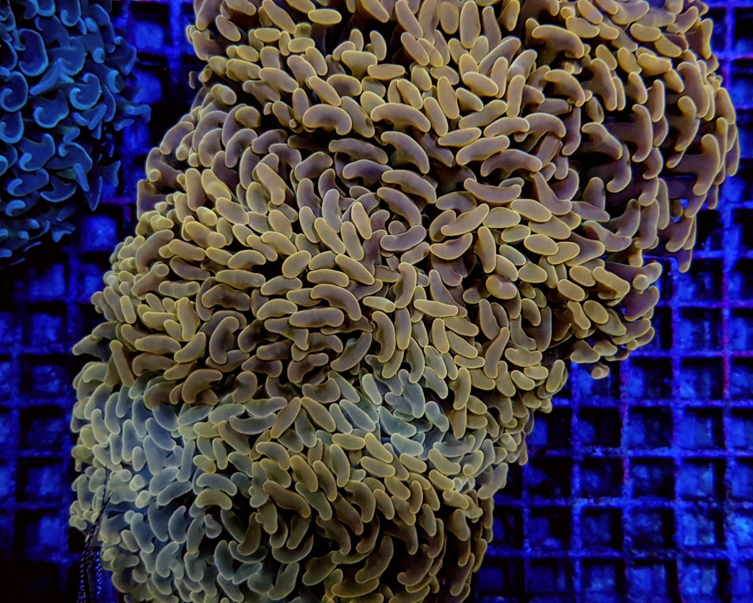 Euphyllia ancora (Orange/Yellow Premium)