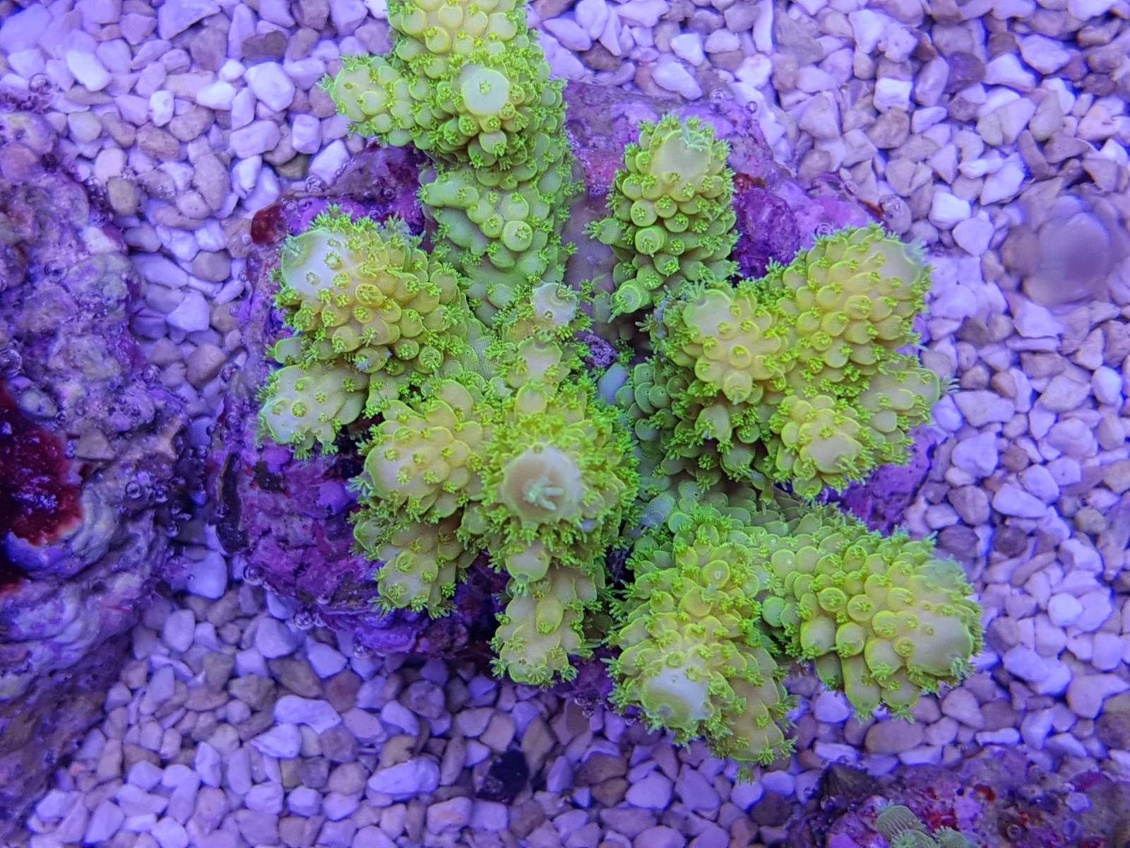 Acropora spp. (Yellow)